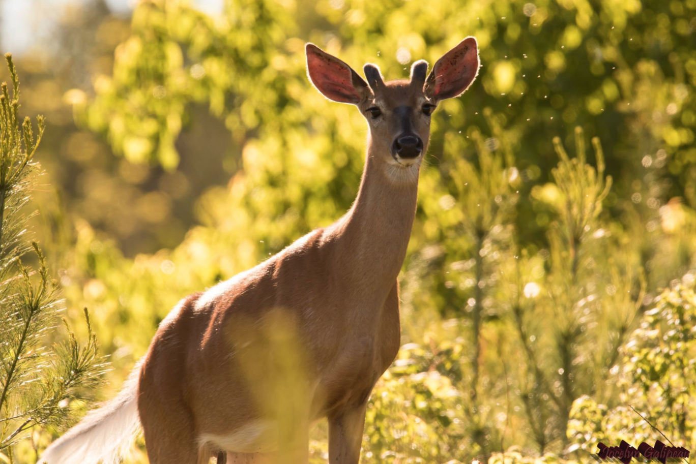 Photo de couverture - Chasse au Cerf de Virginie au Québec 